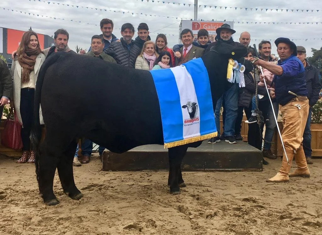   Grande Campeã Fêmea Brangus. La Sultana-Capil SA e Las Lajitas SA A&nbsp; Crédito: Facundo Rivolta - Brangus  