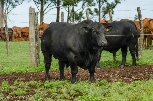 Dia de Campo Leilão Parceria Genética 2018 - Brangus Paipasso