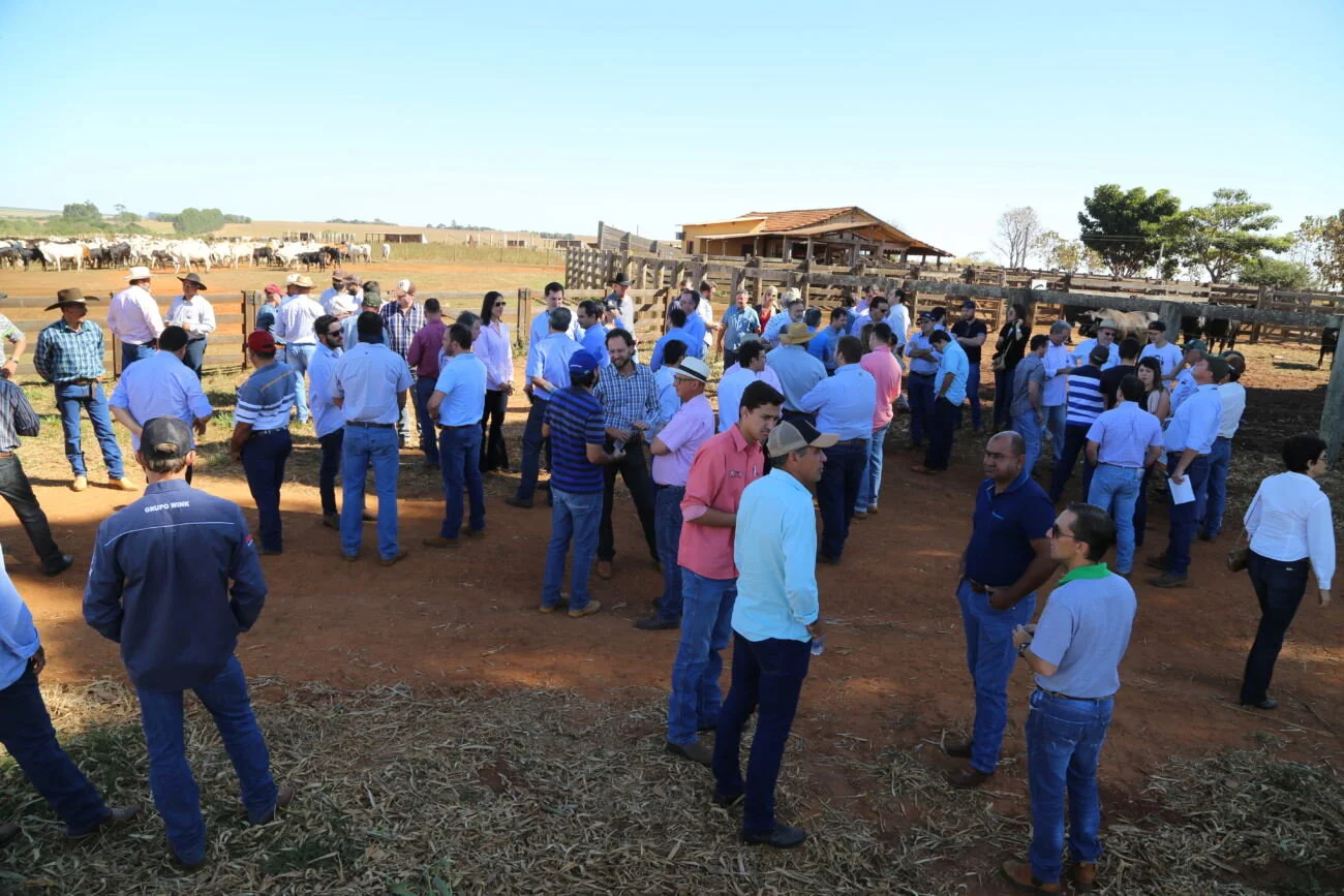 Dia de campo do Brangus Saga responde perguntas sobre lucro na pecuária de corte Dia de campo do Brangus Saga responde perguntas sobre lucro na pecuária de corte