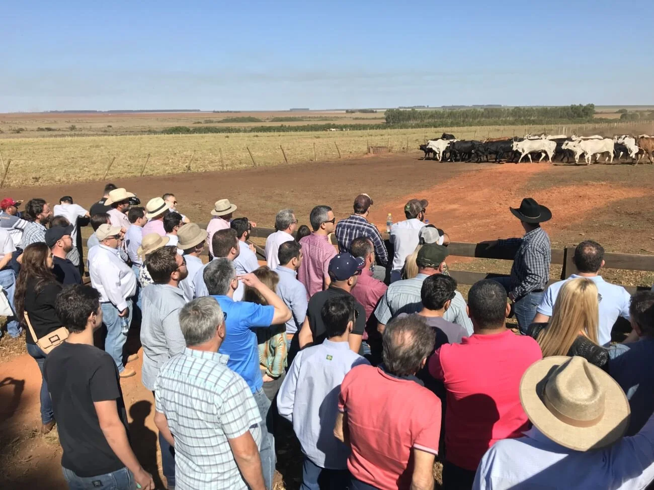 Dia de campo do Brangus Saga responde perguntas sobre lucro na pecuária de corte Dia de campo do Brangus Saga responde perguntas sobre lucro na pecuária de corte