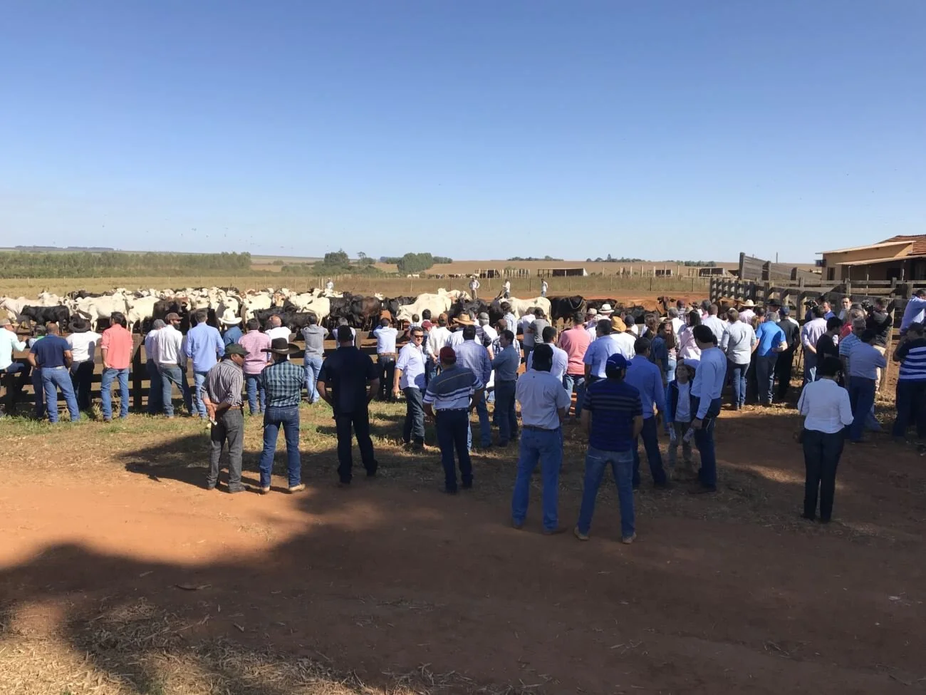 Dia de campo do Brangus Saga responde perguntas sobre lucro na pecuária de corte Dia de campo do Brangus Saga responde perguntas sobre lucro na pecuária de corte