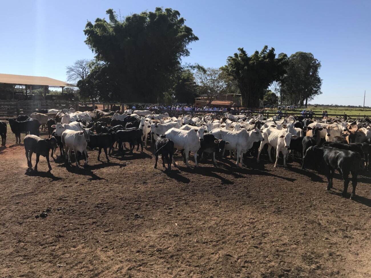 Dia de campo do Brangus Saga responde perguntas sobre lucro na pecuária de corte Dia de campo do Brangus Saga responde perguntas sobre lucro na pecuária de corte