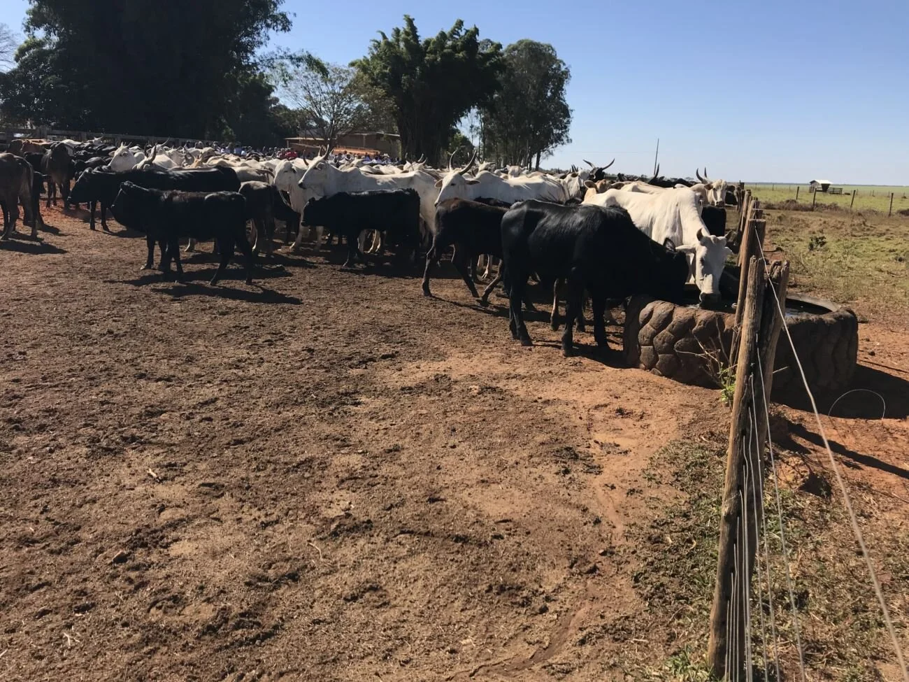Dia de campo do Brangus Saga responde perguntas sobre lucro na pecuária de corte Dia de campo do Brangus Saga responde perguntas sobre lucro na pecuária de corte