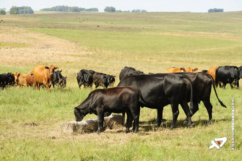 Rebanho bovino cresce quase 20% em 10 anos