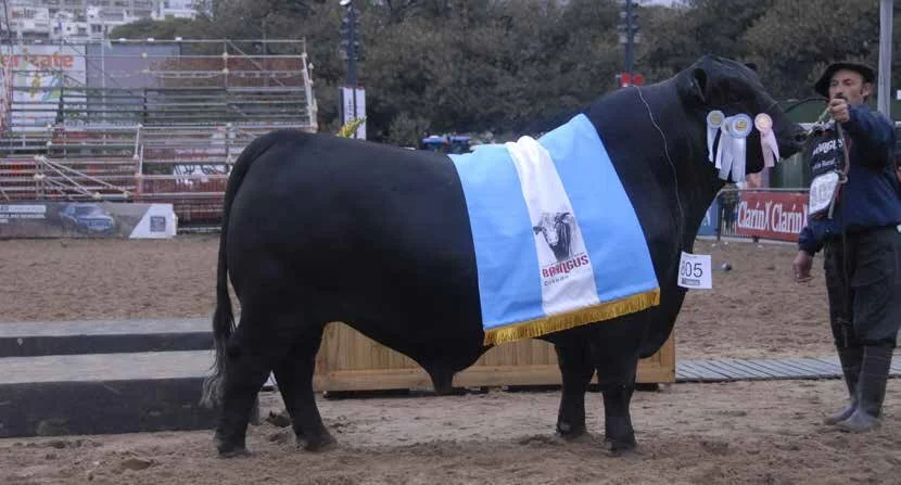  Grande Campeão 