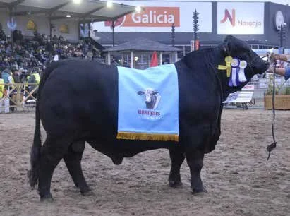  Reservado Grande Campeão 