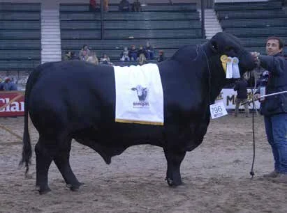  Terceiro Melhor Macho 
