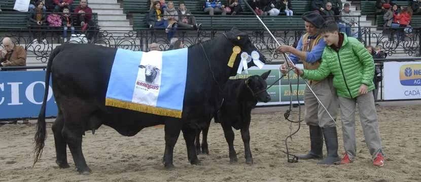 Grande Campeã 
