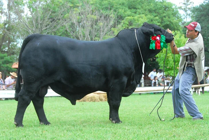  Reservado de Grande Campeão 