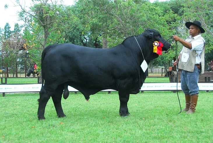  Terceiro Melhor Macho 
