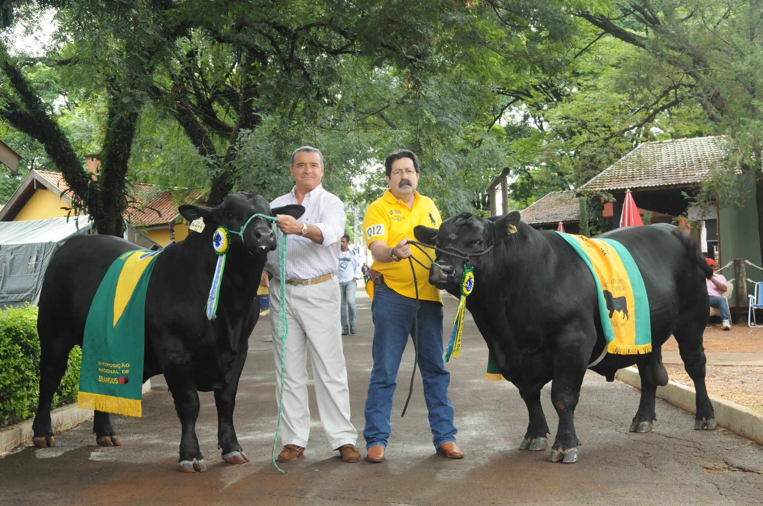 Angus e Brangus: parceria firmada em Londrina.