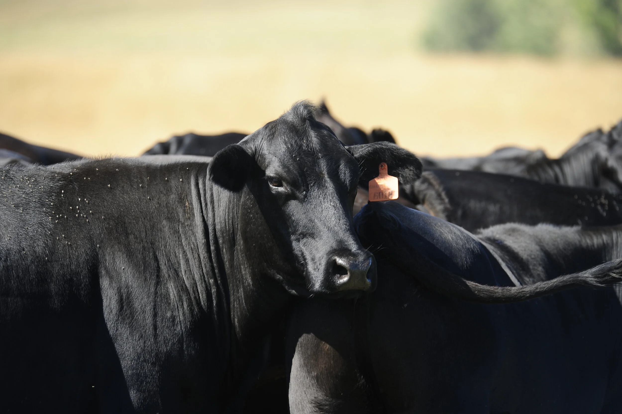 Referência estável para mercado do boi gordo em São Paulo