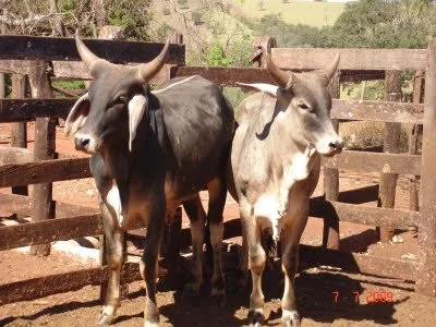 Alta da arroba aquece venda de tourinhos