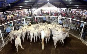 Maior leilão do mundo vende quase 41 mil animais