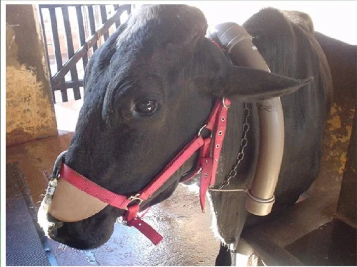 Maior produção de carne e leite com menor emissão de gás metano