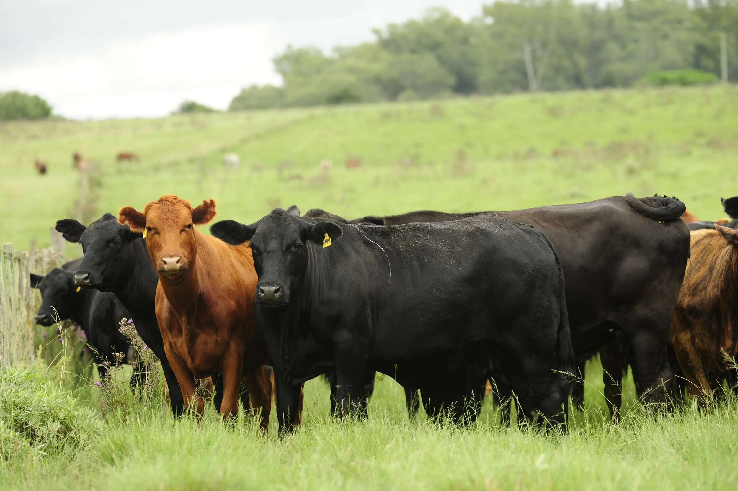 Manejo correto da pastagem: produção de carne o ano todo