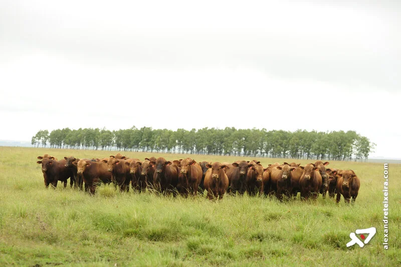 Manejo integrado é foco do 2º Seminário de Pecuária da Serra Catarinense