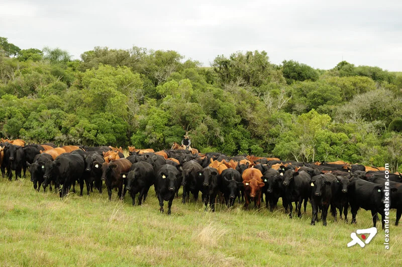 Manejo sustentável na pecuária de corte será debatido em Bagé-RS