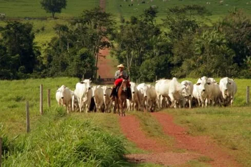 Manejo racional de bovinos é tema de capacitação em Paragominas