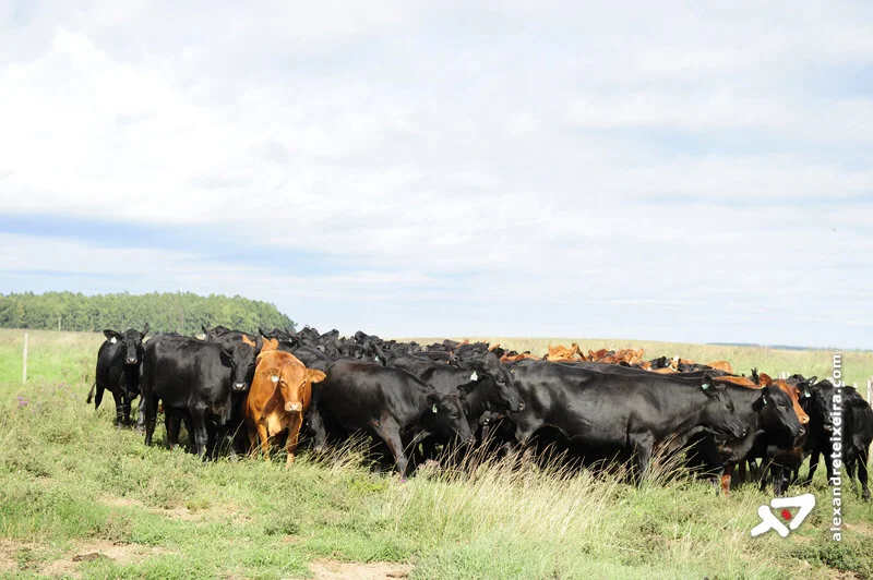 Pressão baixista no mercado do boi gordo