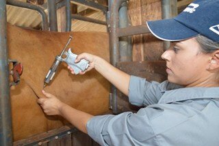 Brasil avança para melhorar status quanto à febre aftosa