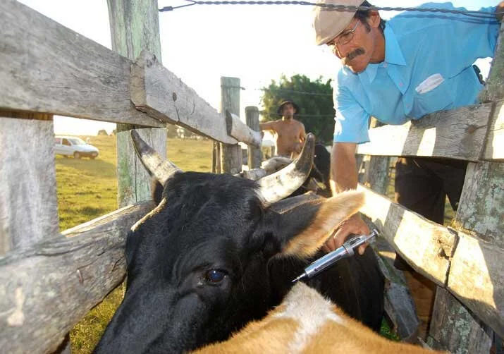 Brasil mantém alto índice de vacinação contra a febre aftosa