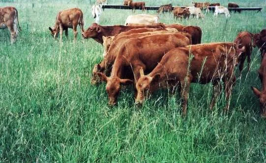 Brasil reforça produção de gado orgânico