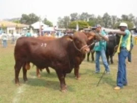 Bauru: Circuito de Leilões é sucesso