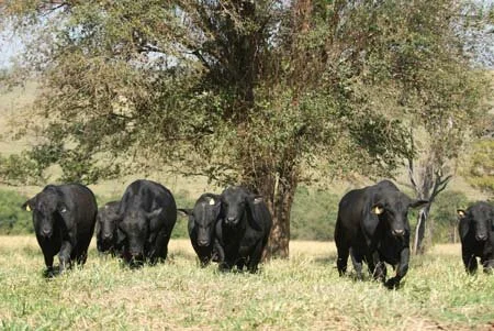 Brangus: resultado conquistado na prática