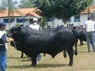 Benéphico da Poruína é tetracampeão