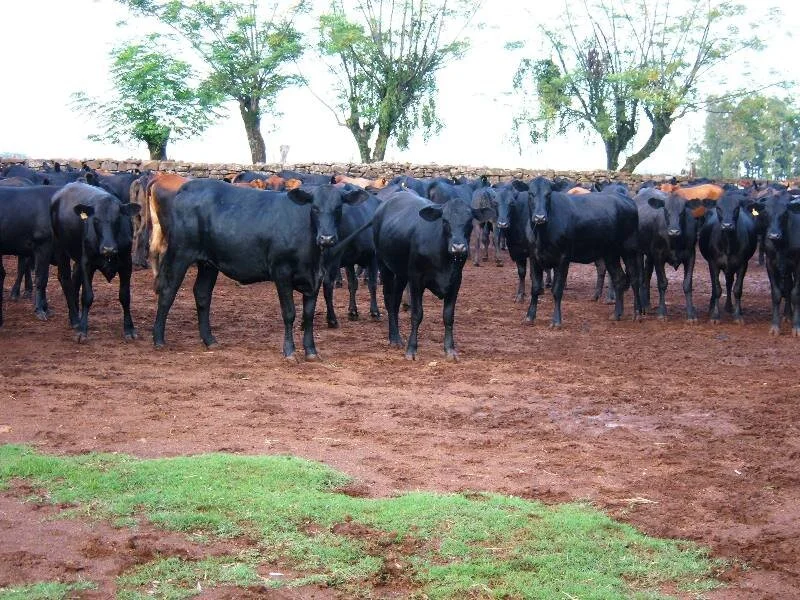 600 ventres Brangus serão vendidos em leilão no RS