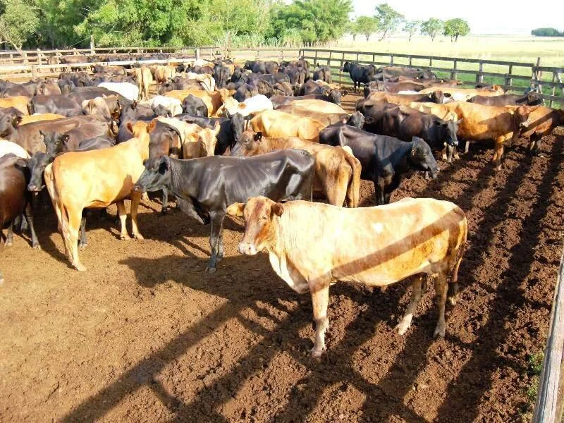 Ventres no RS: Brangus faz média de R$ 1.133