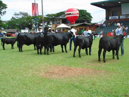 Londrina: Cruzamento anima criador de taurinos