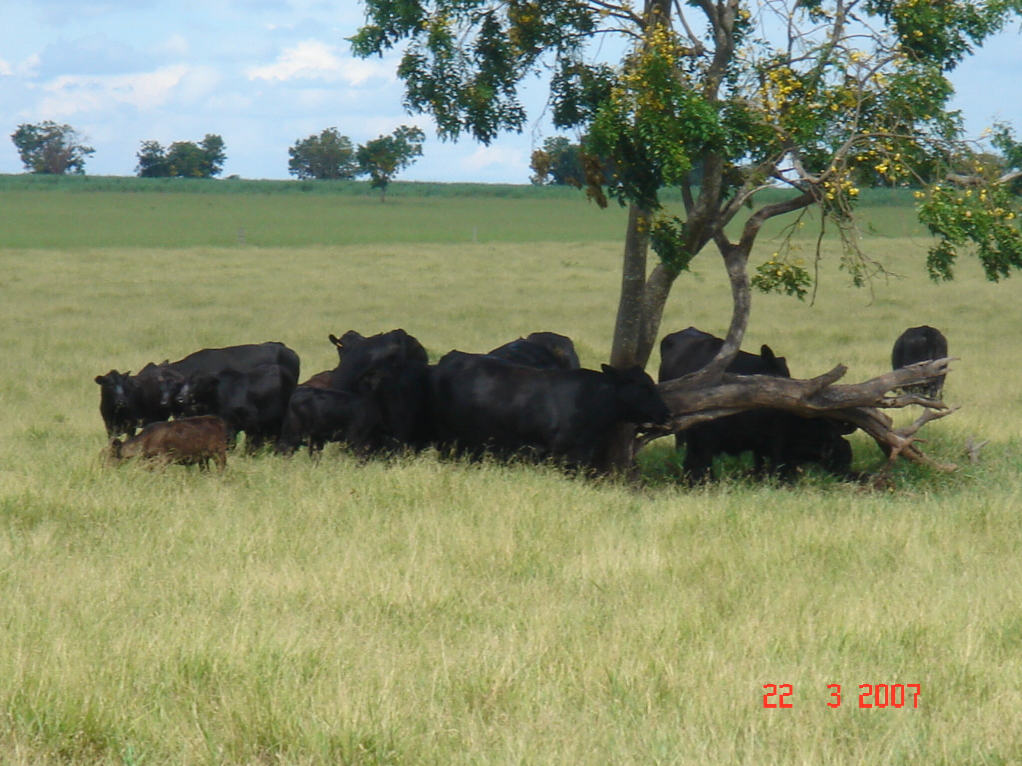 Brangus será destaque na Expoagro Dourados 2007