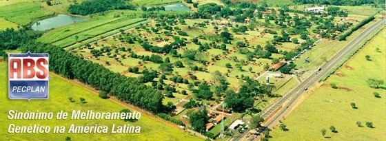 ABS adquire touros Brangus de genética Camp Cooley