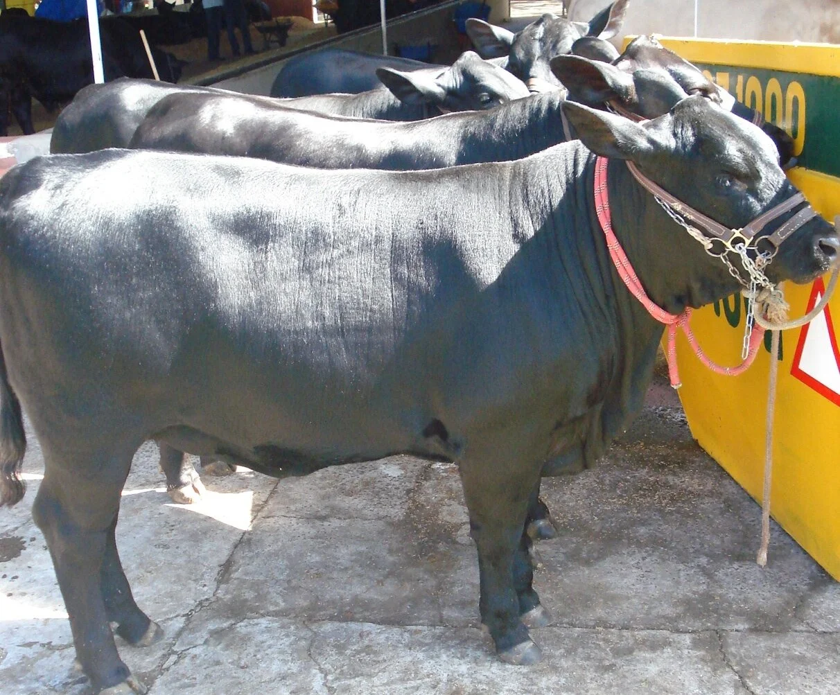 Começa entrada de Brangus para argola em Dourados