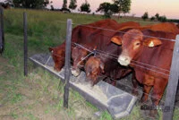 Amanhã tem julgamento e leilão Brangus em Dourados