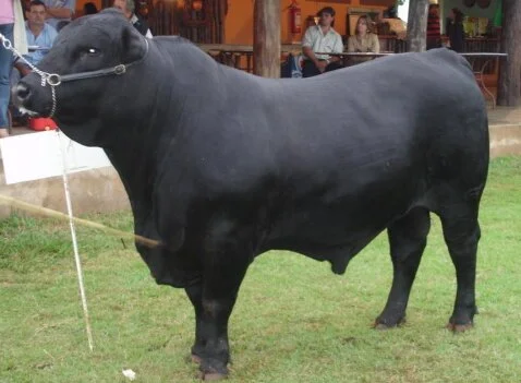 Brangus é sucesso na Exposição de Dourados/MS