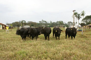 7ª edição Leilão Brangus MS em Campo Grande