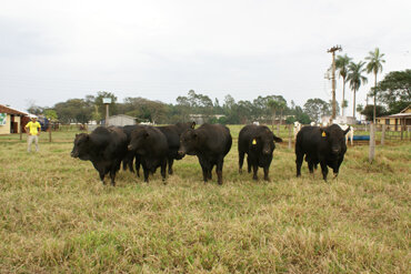 Divulgado ainda hoje médias de Leilão Brangus MS