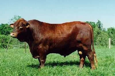 Brangus tem recordes de preços no Paraguai