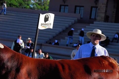 Brangus participa da Expointer no fim do mês