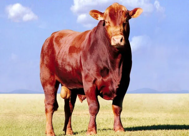 Prudente recebe 10ª. edição de Leilão Brangus