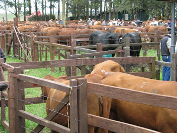 Leilão GAP 5 estrelas tem bons resultados
