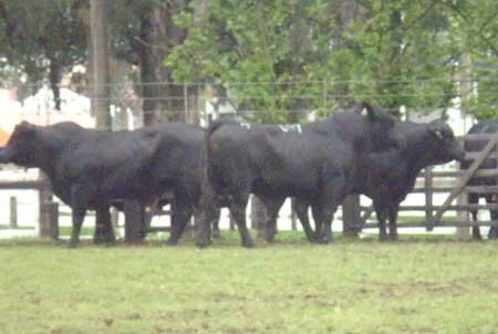 Expofeira de Bagé: Brangus já tem seus campeões
