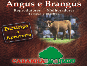 Brangus fatura R$ 186 mil em Dia de Negociarmos