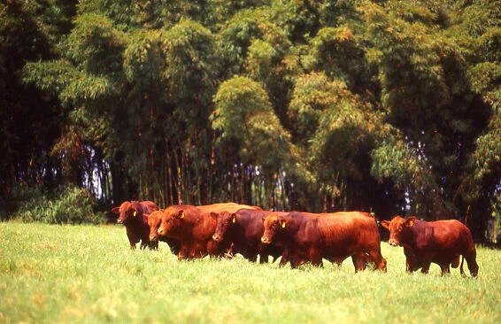 Novidades nos classificados do site Brangus