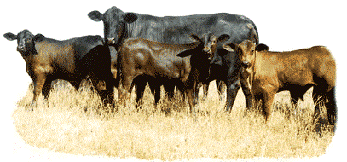 Austrália sedia Congresso Mundial Brangus em 2011