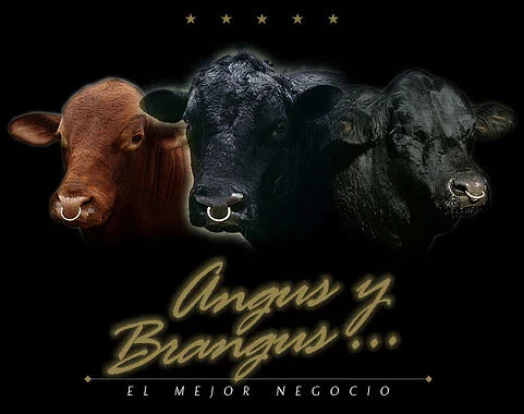 Associação de Brangus na Colômbia tem 12 anos