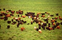 Brangus: Rancho Alegre vende vacas a R$ 1.370